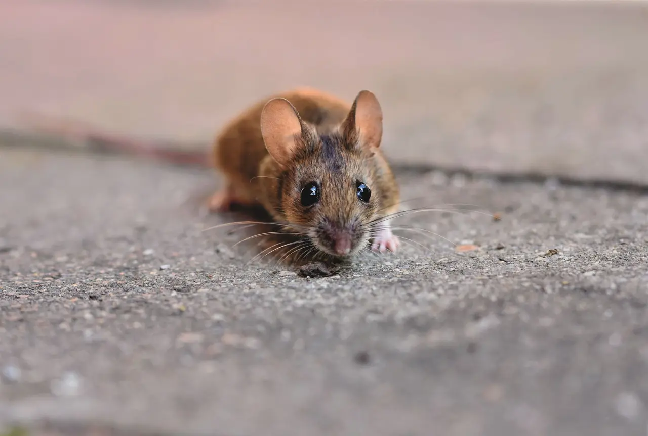 Commercial Rat Control Solutions