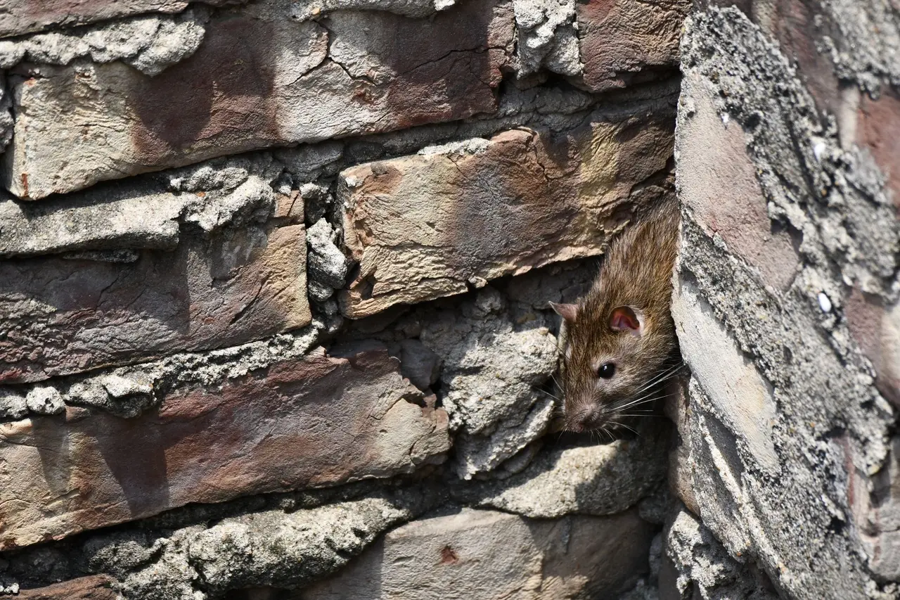 Damage Repair from Rat Infestation