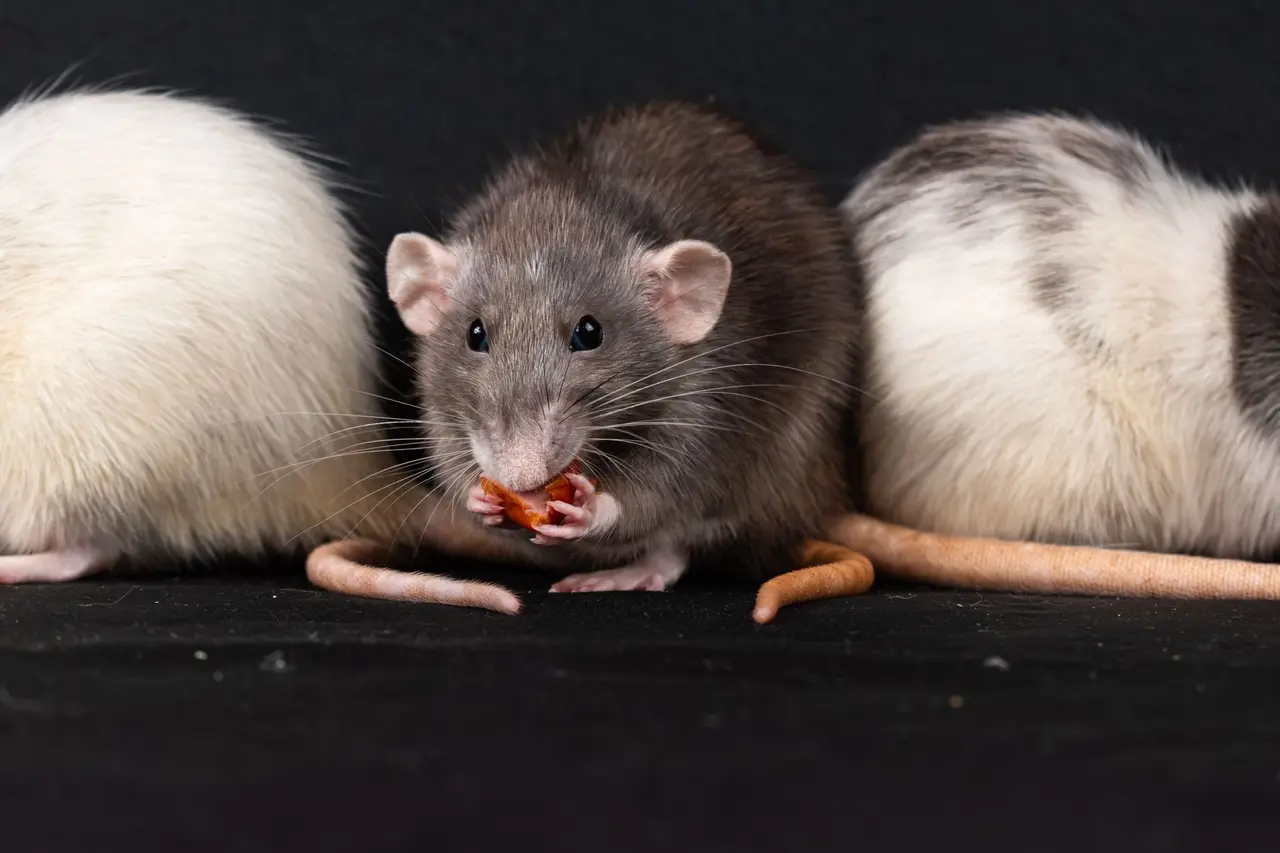 Ongoing Rodent Monitoring Programs