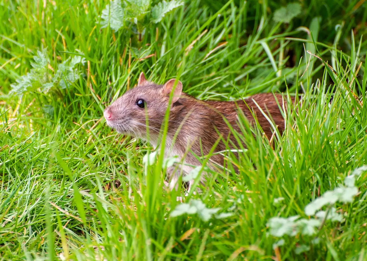 Pest Control Education and Resources