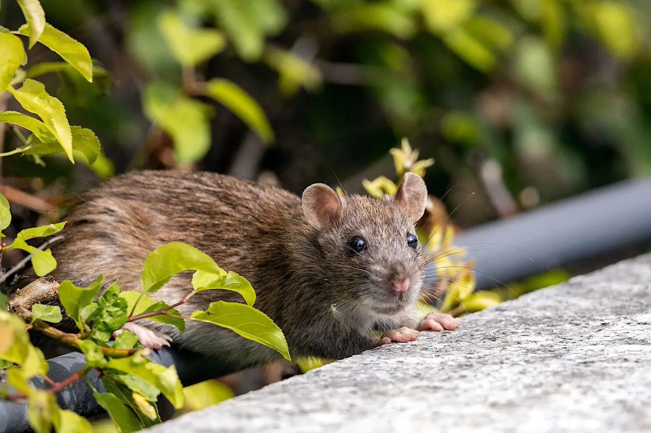 Residential Rat Control Solutions